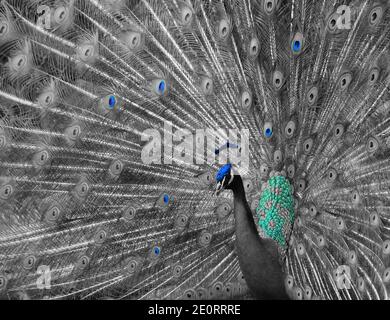 Schön gefärbter Pfau in Zoo weiß schwarz teilweise bunte Fotomontage Stockfoto