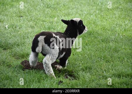 Schwarz-weißes Lamm, das von der Ruhepause auf einem Feld aufsteht. Stockfoto