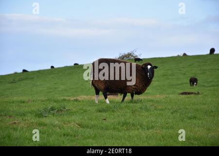 Feld mit einem flauschigen großen braunen Schaf darin. Stockfoto