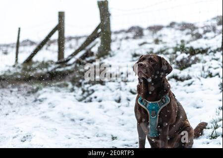 Chocolate labrador saß im fallenden Schnee in den Wäldern von South wales uk. Stockfoto