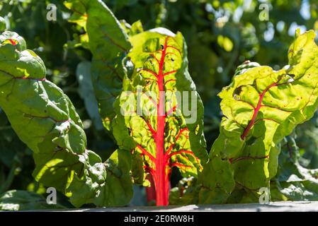 Glühender Schweizer Mangold Im Gemüsegarten - Kräuterstiel Stockfoto