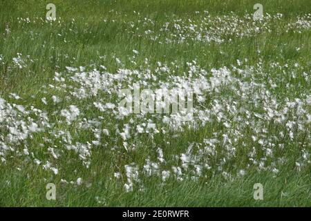 Baumwollgras-Eriophorum auf EINER Wiese Stockfoto