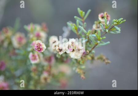 Flora von Gran Canaria - Salsola divaricata Salzkraut, salztolerante Pflanze endemisch auf den Kanarischen Inseln Stockfoto