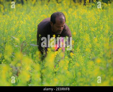 Ein Bauer, der an einem sonnigen Tag in seinem Ringelblumengarten arbeitet. Am Stadtrand von Agartala, Tripura, Indien. Stockfoto