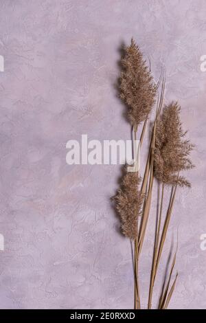 Flache Lage mit einer Gruppe von beige getrockneten Schilfblumen auf strukturiertem blauem, grauem und beigefarbenem Beton. Hintergrund mit getrockneten Blumenarrangement und Kopierraum. Oder Stockfoto