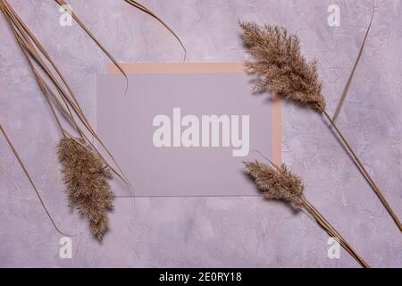 Moderne stilvolle flache Lay mit Gruppe von beige getrockneten Blumen von Schilf und blank quadratisch blau grau Papier Blatt auf texturierten Beton Hintergrund. Speicherplatz kopieren. Stockfoto