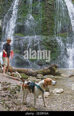 Beagle und sein Besitzer machen EINEN Spaziergang am Josefstaler Wasserfall In Oberbayern Stockfoto