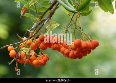 Rowan Tree mit Reife Vogelbeeren, Sorbus aucuparia Stockfoto
