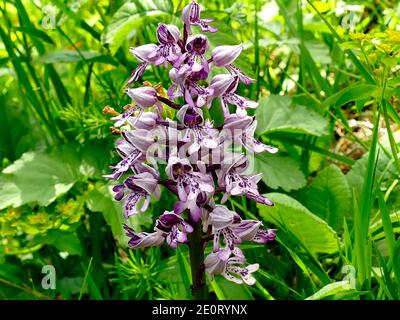 Helm-knabenkraut, Wildflower in Deutschland Stockfoto