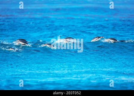 Gentoo Penguins (Pygocelis papua Papua) Schwimmen, Sea Lion Island, Falkland Inseln, Südamerika Stockfoto