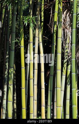 Bambus, seltene Pflanzen in den Parks von Opatija, Kvarner Bucht, Kroatien  Stockfotografie - Alamy