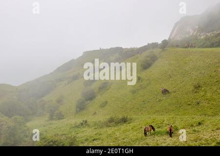 Grasland über den weißen Klippen von Dover mit Pferden Erhaltung Weiden. Neblig über dem Ärmelkanal. Meeresnebel. Exmoor Ponys grasen Stockfoto