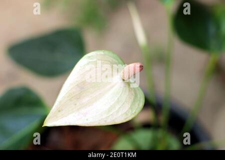 Eine weiße Anthuriumblume auf einem Topf im heimischen Garten Stockfoto