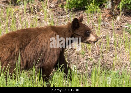 Ein jugendlicher Zimtbär, eine Unterart des amerikanischen Schwarzbären, jagt entlang dem Alaska Highway in British Columbia, Kanada. Stockfoto