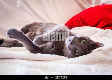 Ein russisches Blau ruht im Bett Stockfoto