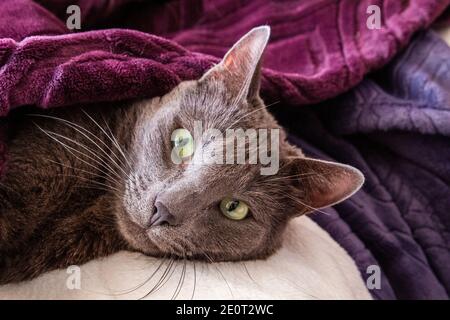 Eine Russian Blue Katze faulenzt unter lila Decken Stockfoto