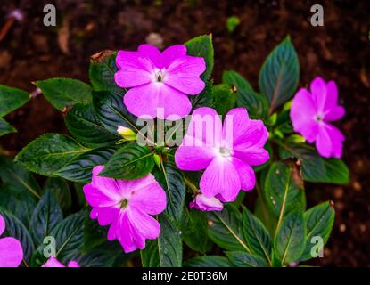 Schöne bunte rosa beschäftigt lizzie Blumen in Nahaufnahme, beliebte exotische Pflanzenarten aus Afrika Stockfoto