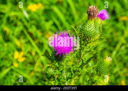 Marschdistel mit den Blüten in Nahaufnahme, gewöhnliche Wildpflanzenart aus Eurasien Stockfoto