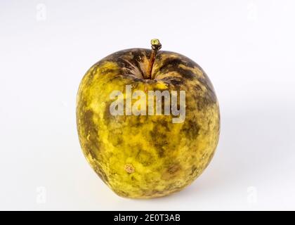 Rußiger Fleckpilz befallen Apfel mit Flecken und schwarzen Flecken Auf der Haut Stockfoto