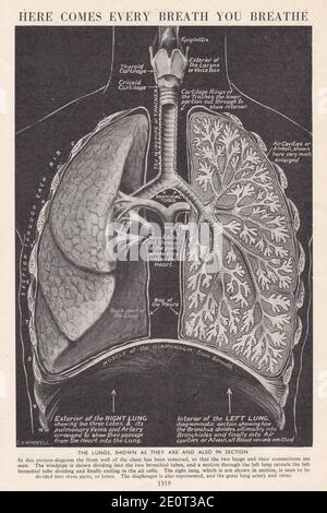 Hier kommt jeder Atemzug, den Sie atmen - Vintage Illustration der Lunge. Stockfoto