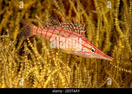 Langnasenbarsch, Oxycirrites typus, in gelber Polyp schwarzer Koralle, Antipathes galapagensis, auf Gordo Bank, Sea of Cortez, Mexiko. Stockfoto