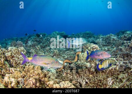 Ein Gelbmargenmoraal, Gymnothorax flavimarginatus, zwei blaue Ziegenfische, Parupeneus cyclostomus, ein Blaufein trevally oder Jack, Caranx melampygus und ein Stockfoto