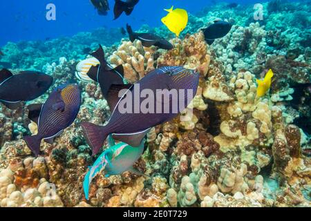 Schwarze Drückerfische, Melichthys niger, sind oft in großen Schulen über Riffgebieten zu finden. Sie sind auch als schwarzer Durgon, Hawaii, bekannt. Stockfoto