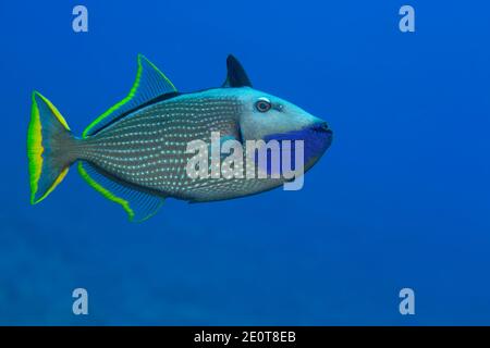 Der männliche, vergoldete Triggerfisch, Xanthichthys auromarginatus, ist bunter als das Weibchen. Beide verbringen viel Zeit über dem Riff, wo sie sind Stockfoto