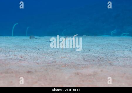 Endemische Hawaiian Röhrenaale, Gorgasia hawaiiensis, ziehen Sie sie nach unten in den Sand, wenn angefahren. Maui. Hawaii. Stockfoto