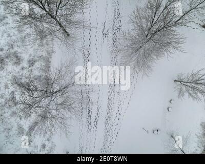 Jan 2 2021 London Ontairo Kanada. Fußspuren in Parkantenne. Luke Durda/Alamy Stockfoto