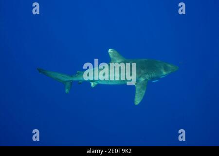 Ein ozeanischer Weißspitzenhai, Carcharhinus longimanus, einige Meilen von der Big Island im offenen Ozean, Hawaii. Stockfoto