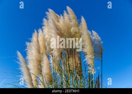 Cortaderia selloana pumila Silber gelb Pflanze Pampas Gras Laub Stockfoto