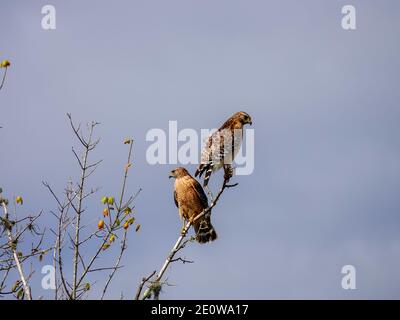 Paar Erwachsene Rotschulter Falken, Buteo lineatus, thront auf hohen Baum Zweig in der Innenstadt von Gainesville, Alachua County, Florida, USA. Stockfoto