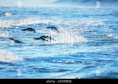 Gentoo-Pinguine (Pygocelis papua papua) springen aus dem Wasser, Sea Lion Island, Falkland Islands, Südamerika Stockfoto