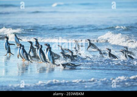 Gentoo Pinguine (Pygocelis papua papua) Wandern am Strand, Sea Lion Island, Falkland Islands, Südamerika Stockfoto