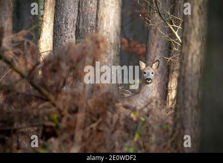 Wintermantel Rehe (Capreolus capreolus) versteckt in den Bäumen. Stockfoto