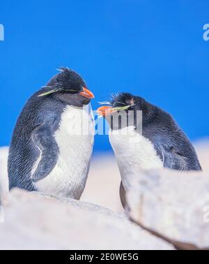 Zwei Rockhopper Pinguine (Eudytes chrysocome chrysocome) zeigen Zuneigung, Sea Lion Island, Falkland Islands, Südamerika Stockfoto