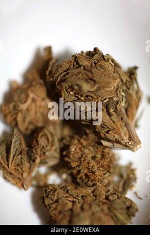 Medizinische Marihuana pharmazeutische Verwendung cbd super Zitrone Dunst Nahaufnahme moderne hochwertige Drucke. Stockfoto