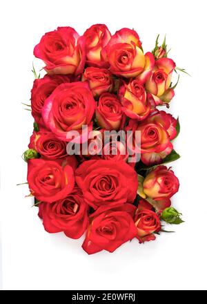 Blühende rote Rosen in einem Arrangement isoliert auf weißem Hintergrund .Ideal für Karten, Plakate Werbung, valentinstag und Hochzeiten Stockfoto