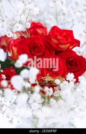 Weiche romantische rote Rosen mit Gypsophila gerahmt in einem selektiven Fokus geschossen, kopieren Raum oben und unten. Graphic Resources Ideal für Karten, Plakate adver Stockfoto