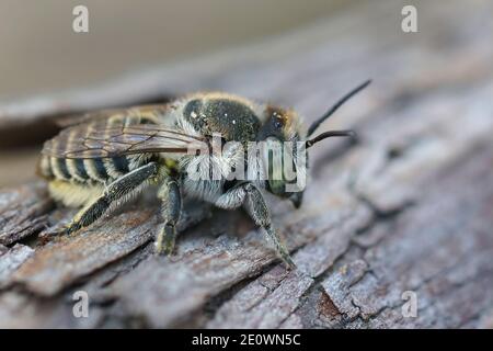 Nahaufnahme einer weiblichen silbernen Blattkutter Biene ( Megachile leachella ) auf einem Stück totes Holz . Hochwertige Fotos Stockfoto