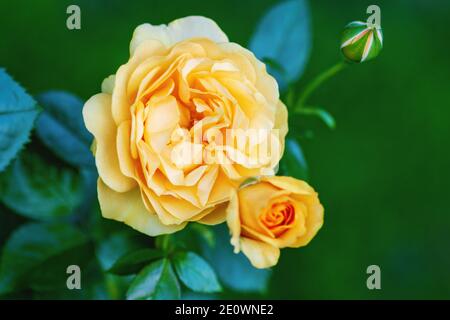 Gelb-orange Rose blüht im Garten Stockfoto