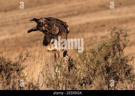 goldener Adler fliegend aquila chrysaetos Stockfoto