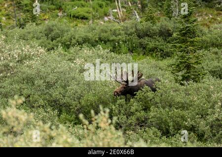 Large Bull Moose grast auf Willow in Cascade Canyon of Grand Teton National Park Stockfoto