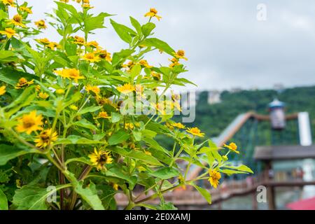 Blume von Heliopsis helianthoides, auch bekannt als Gelbe Gänseblümchen, gegen weiße Wolke Stockfoto