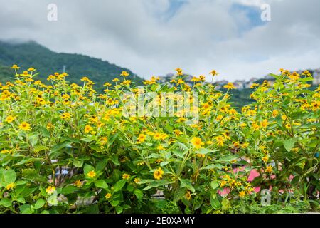 Blume von Heliopsis helianthoides, auch bekannt als Gelbe Gänseblümchen, gegen weiße Wolke Stockfoto