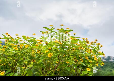 Blume von Heliopsis helianthoides, auch bekannt als Gelbe Gänseblümchen, gegen weiße Wolke Stockfoto