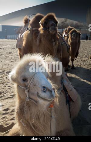 Kamele am Echoing Sands und am Crescent Moon Lake, Dunhuang, Provinz Gansu, China Stockfoto