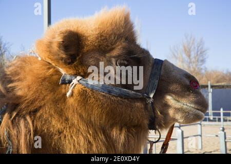 Kamele am Echoing Sands und am Crescent Moon Lake, Dunhuang, Provinz Gansu, China Stockfoto