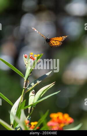 Monarch kommt zur Landung. Jardin Botanico, Buenos Aires, Argentinien Stockfoto